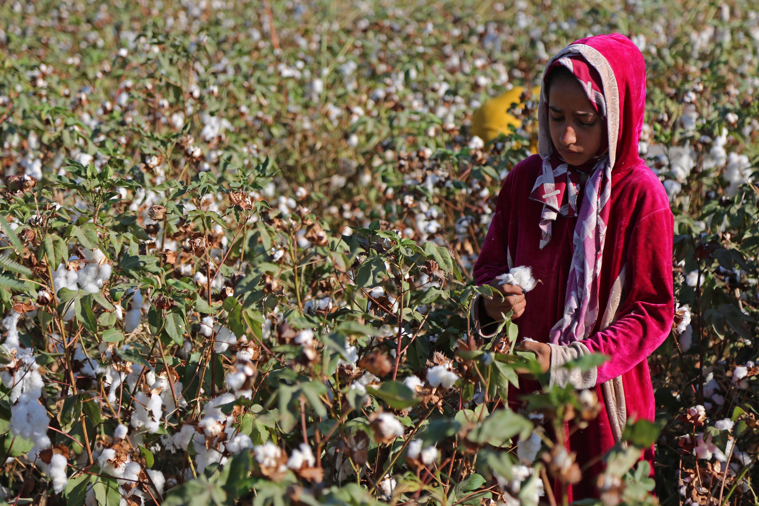 Young woman collects the cotton crop on a farm in Fayoum, Egypt, 19 September 2021. NurPhoto via Reuters, Fadel Dawod.